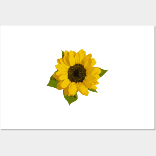 Sunflower Posters and Art